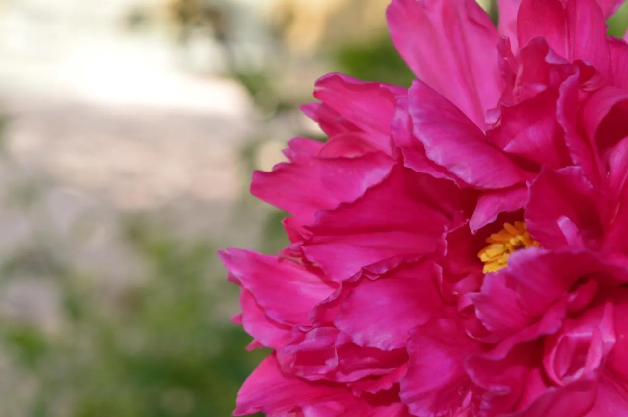 B&B Lady Cocca Savio di Ravenna Bed & Breakfast